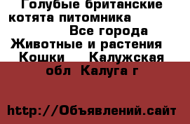 Голубые британские котята питомника Silvery Snow. - Все города Животные и растения » Кошки   . Калужская обл.,Калуга г.